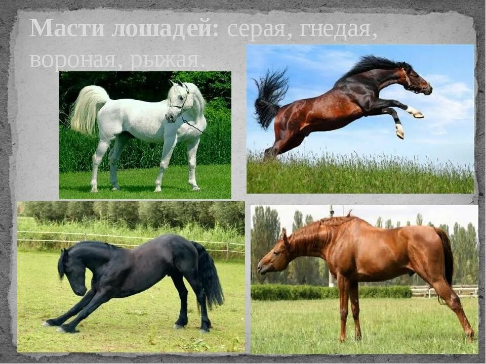 Отличие коня от лошади. Чем отличается конь от лошади. Чем отличается конь от лошади. Чем отличается конь от лошади. Кобыла и жеребец отличия.