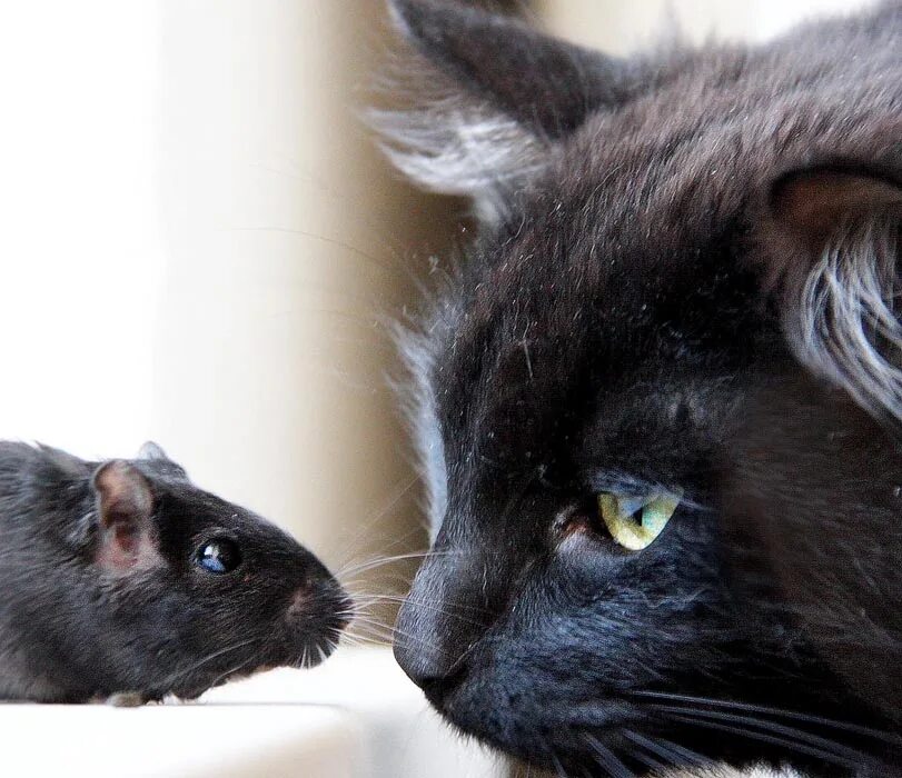 Черный кот с мышью. Кот и мышка. Кошки-мышки. Черная кошка и мышка. Кошечку мышку