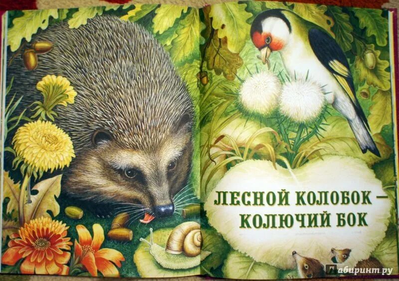 Колючий бок слушать. Лесные жители азбукварик. Лесной колобок колючий бок бианки. Бианки лесной колобок колючий бок читать. Колючий бок слушать.