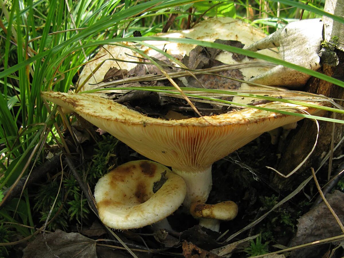 Есть гриб груздь. Груздь водянистозоновый (Lactarius aquizonatus). Пластинчатые грибы грузди. Островные грузди. Боровой груздь.