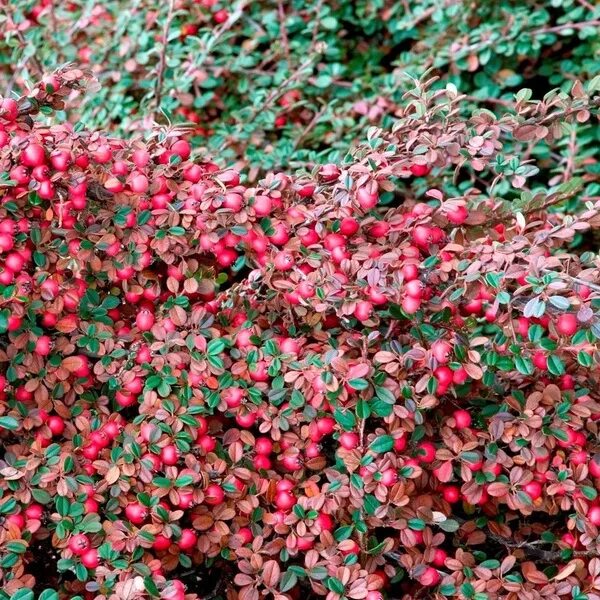 How to Grow and Care for Cotoneaster Shrubs Gardener's Path