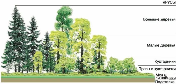 Основные ярусы составляющие вертикальную структуру. Ярусность экосистемы леса. Ярусная структура лиственного леса. Пространственная структура экосистемы ярусность. Ярусность Лесной экосистемы.