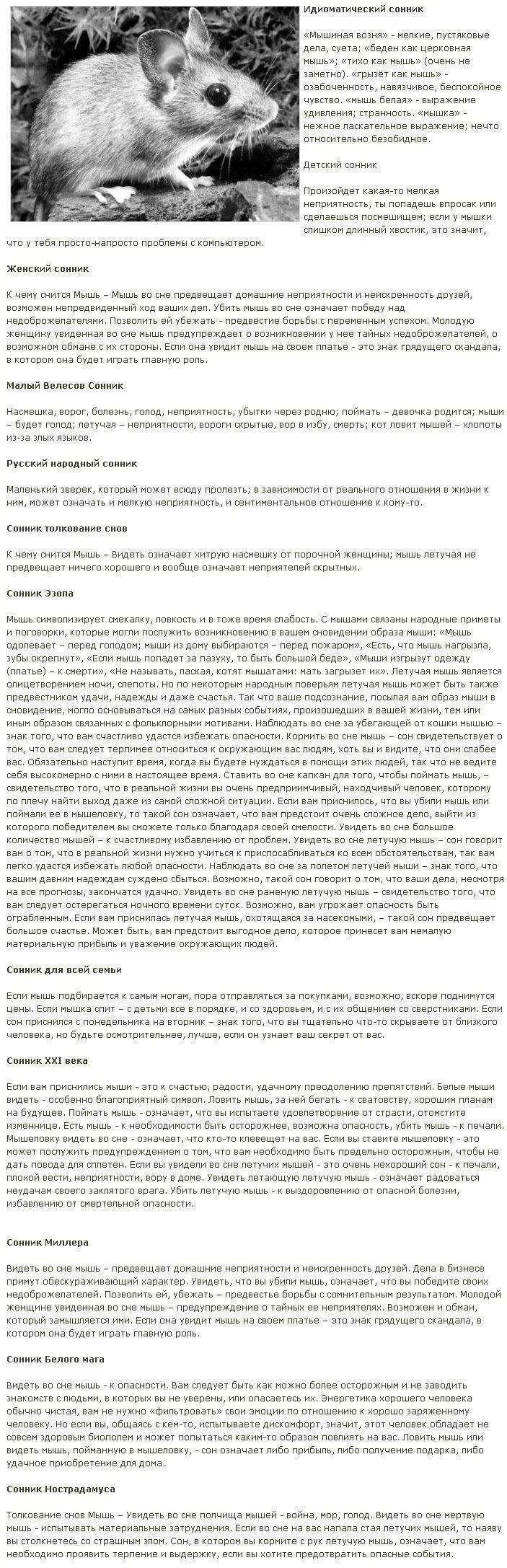 Что значат мыши во снах. К чему снятся мыши во сне. Мыши сонник к чему. К чему снятся мыши и крысы. Крыса во сне к чему снится.