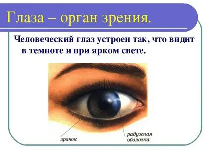 К каким органам относится орган зрения