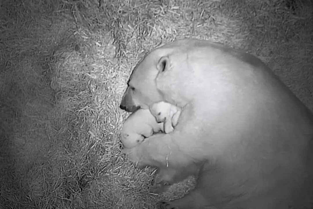 белый медведь фото. новорожденный белый медведь. новорожденные белые медведи. новорожденный белый медведь. белый медведь родился.