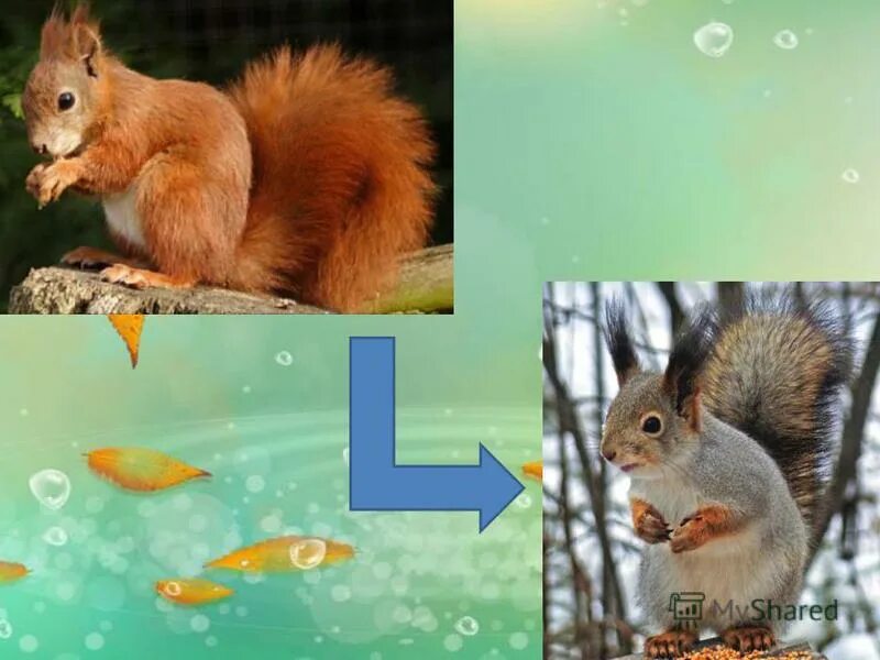 как живут животные в разные времена года. животные зимой в лесу для детей. животные по временам года. дикие животные в лесу зимой. как живут животные в разные времена года.