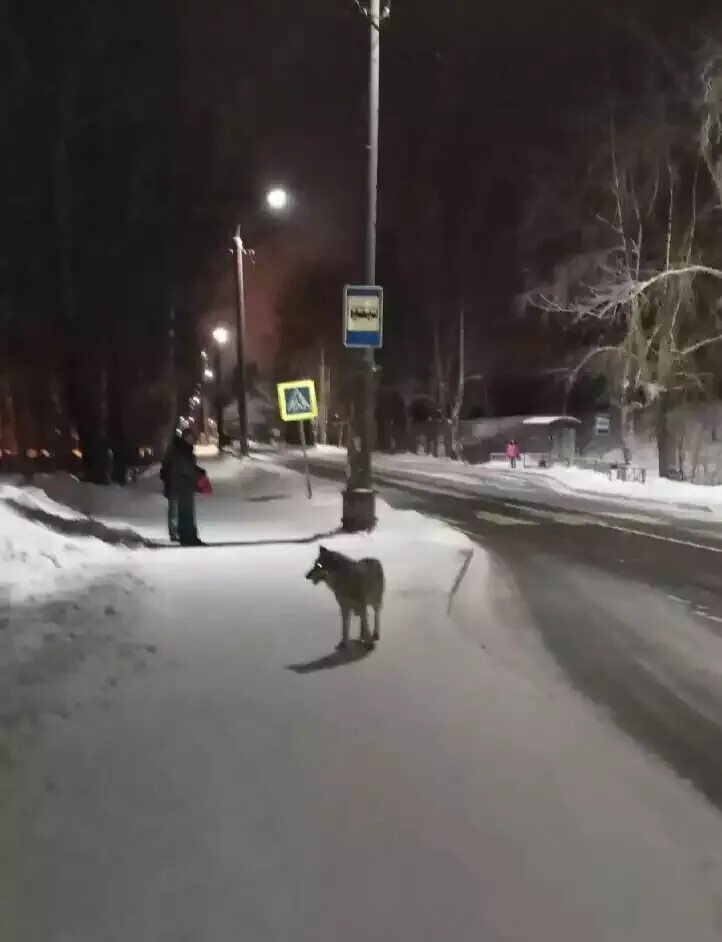 Волк выходит ночью. Волки в Архангельской области. Нападение Волков в Архангельске. Волки в Архангельске 2022 года.