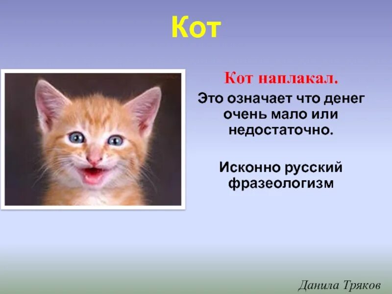 История фразеологизма кот наплакал. Кот наплакал фразеологизм. кот наплакал значение фразеологизма. происхождение фразеологизма кот наплакал. кот наплакал мало.