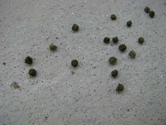 Как выглядит мелкий черный Pin by Soteria Thomas on Six Little Ones Darkskin babies, Baby fever, Beautiful