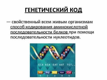 Геном человека кодирует