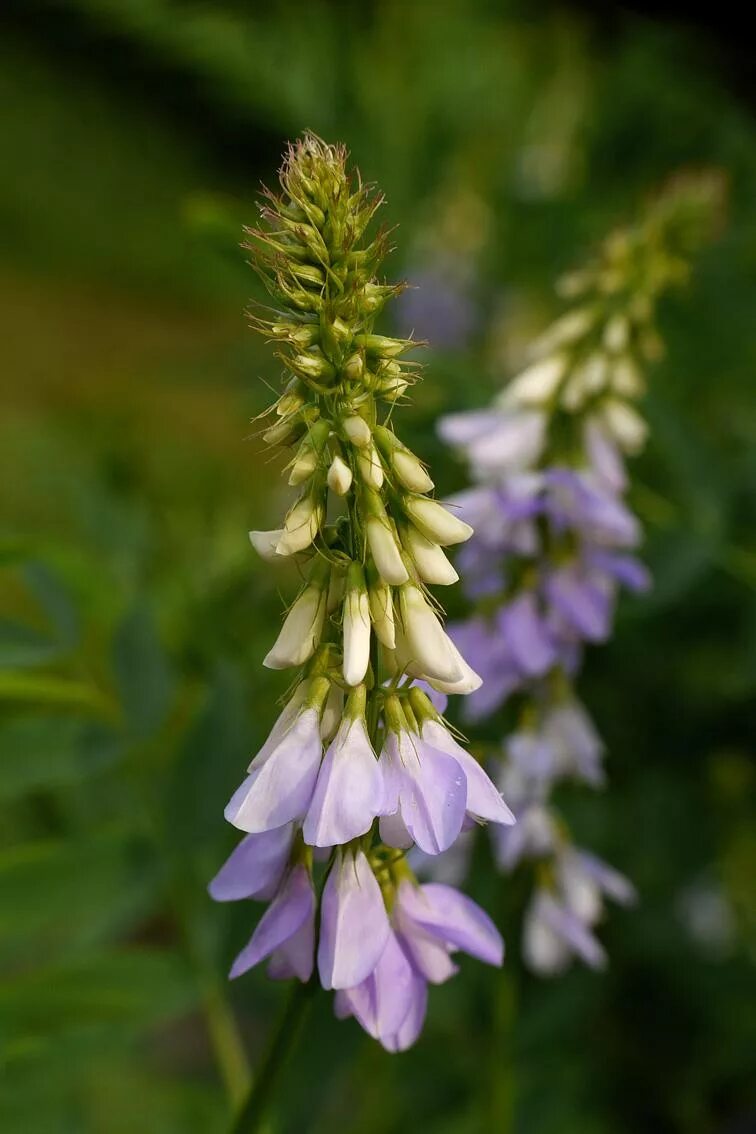 Glycyrrhiza glabra. Солодка Glycyrrhiza glabra. Солодка Коржинского. Солодка растение.