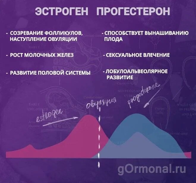 Эстроген и прогестерон. Эстрогены женские. Эстрогены прогестерон женские гормоны. Функции эстрогена и прогестерона. Какой гормон у девушек