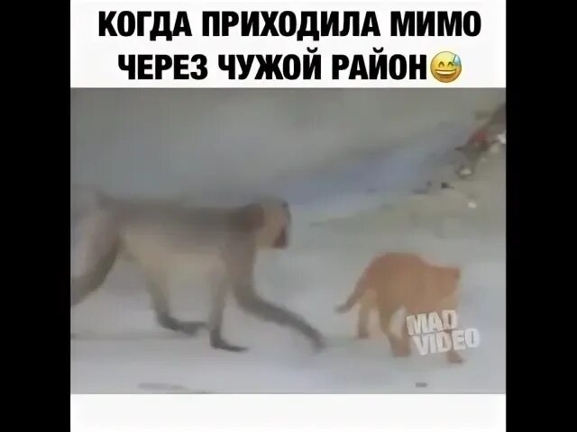 Когда прохожу мимо дома бывшего. Через мимо. приезжем мимо леса видео. обезьяна зашла в чужой район видео.