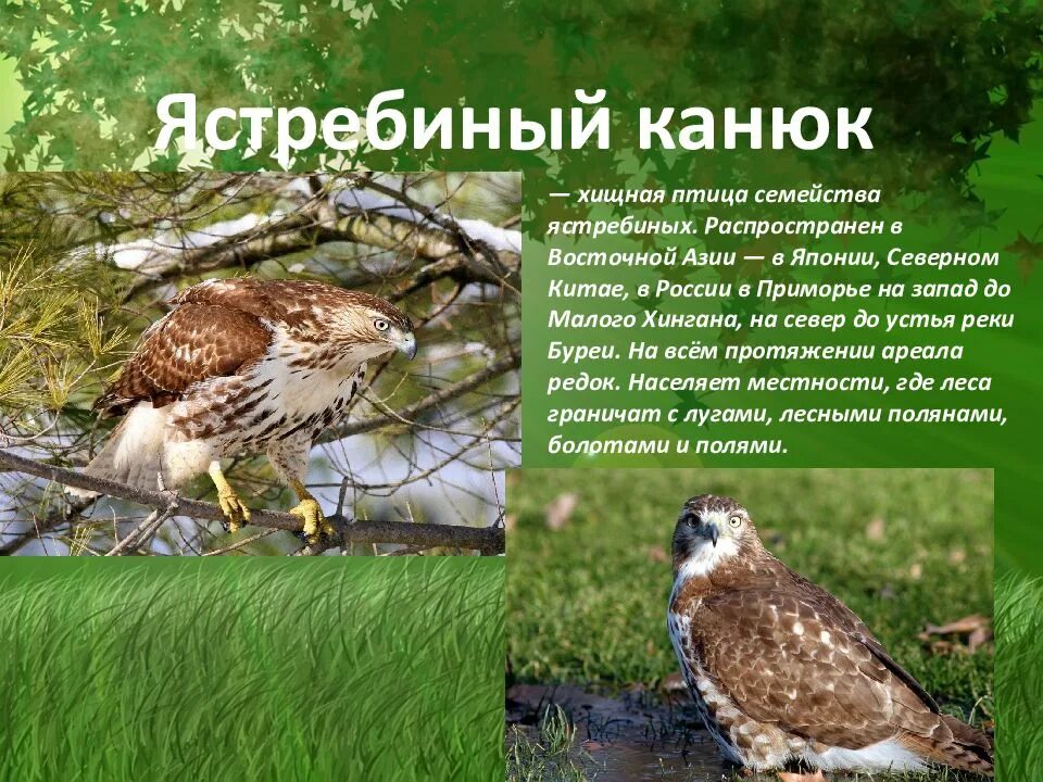 Название птиц занесенных в красную книгу. Птицы красной книги. птицы из красной книги россии. ктици из красной книги. птички из красной книги россии.