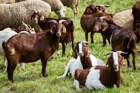 Sheep goat