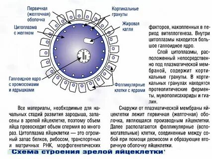 Какие функции выполняет яйцеклетка
