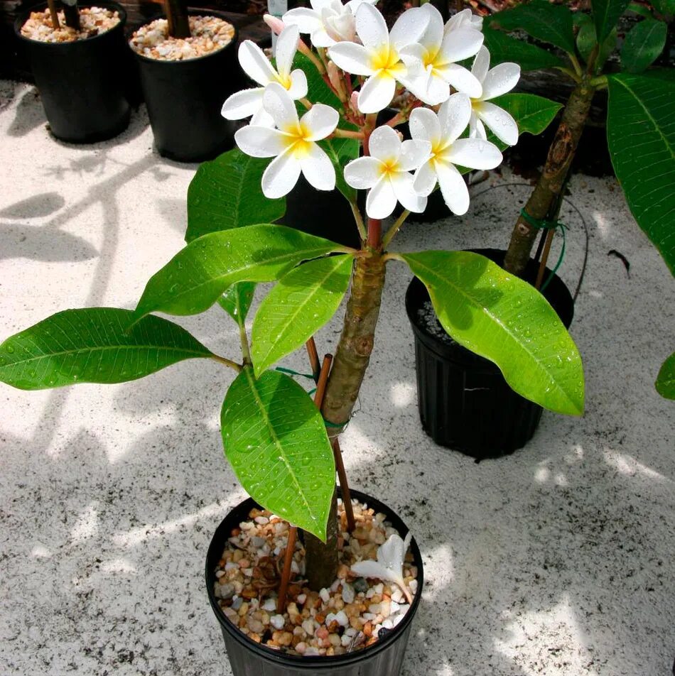 Домашний цветок плюмерия. Плюмерия франжипани. Домашний цветок плюмерия. Плумерия (плюмерия) комнатная. Домашний цветок плюмерия.