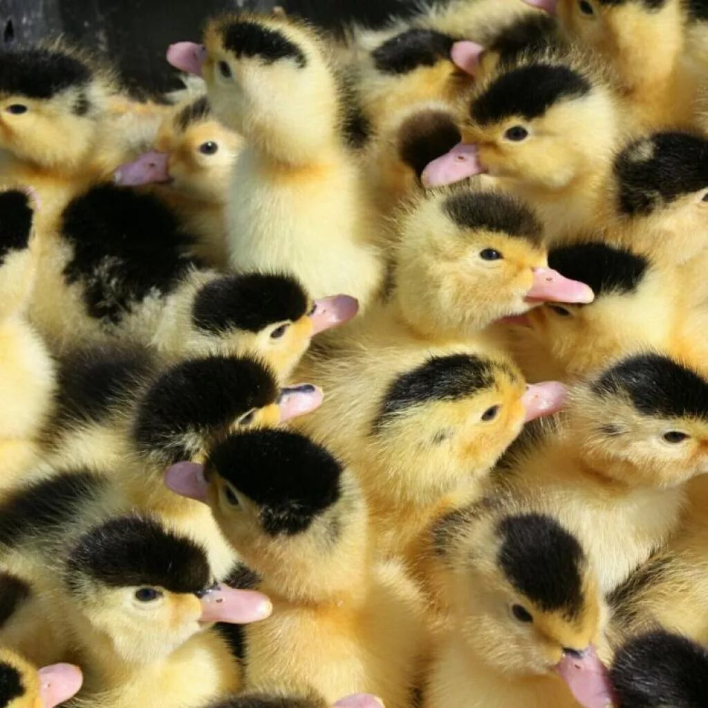 Утята муларды содержание. Утка гусь порода мулард. Порода уток муларды. Утята муларды. Утка мулард.