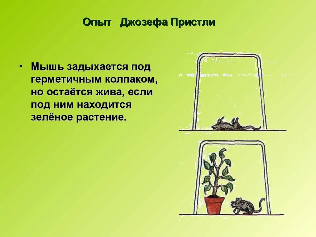У кого с кем был опыт. Опыты пристли по фотосинтезу. опыты пристли по фотосинтезу с мышами.