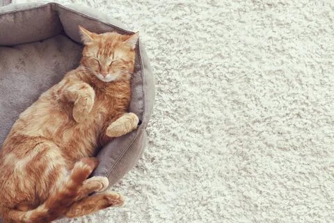 Кот сидит на полу