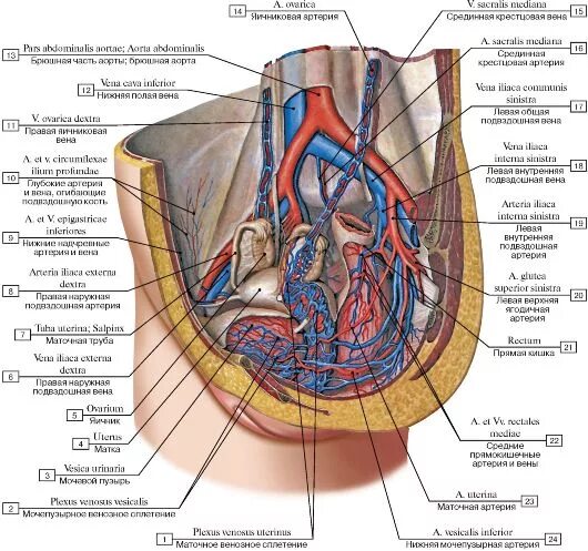 Подвздошная Вена малого таза. Анатомия малого таза женщины кровоснабжение. Кровоснабжение органов малого таза схема. Артерии и вены органов таза женщины. Кровообращение малого таза у женщин