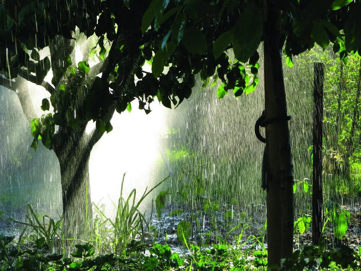 сад после дождя. дерево под дождем. сад под дождем. дождливое лето в саду. дождь на даче.