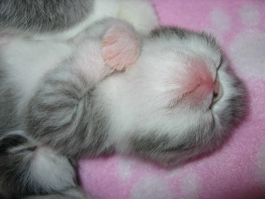 Сладкий слаще. Спящий котенок. Котенок. Спокойной ночи!. Спокойной ночи котики. Спит котенок сладко сладко.