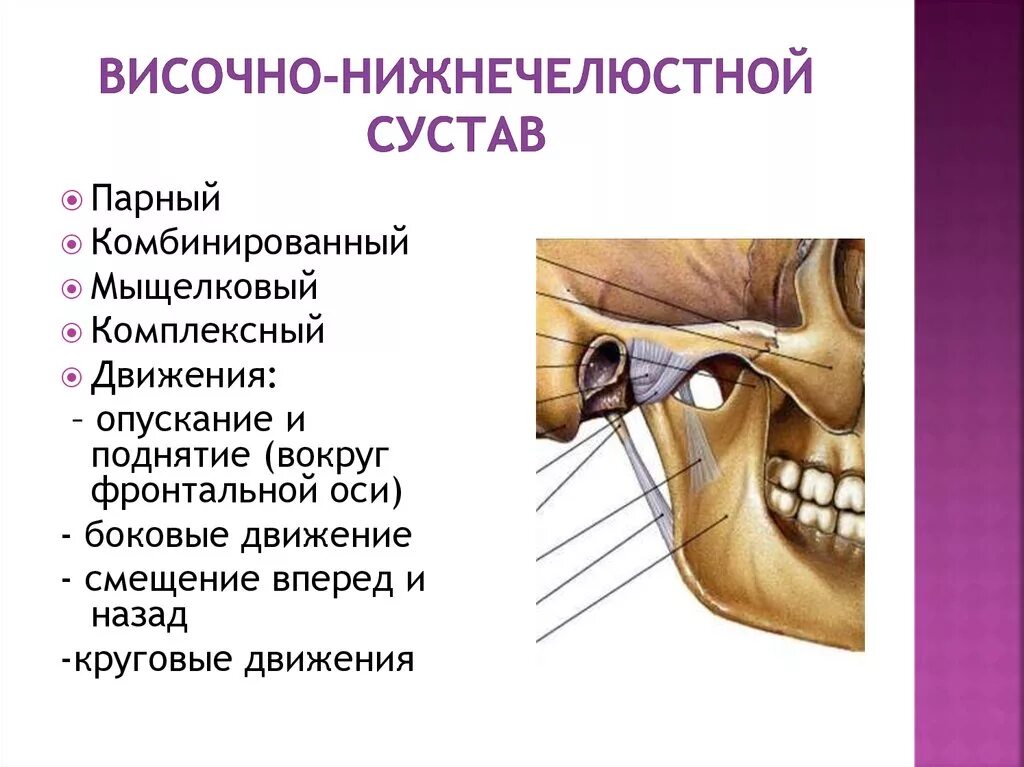 Анатомия суставной капсулы ВНЧС. Височно-нижнечелюстной сустав строение и функции. Височно-нижнечелюстной сустав классификация сустава. Анатомия височно-нижнечелюстного сустава классификация строение.