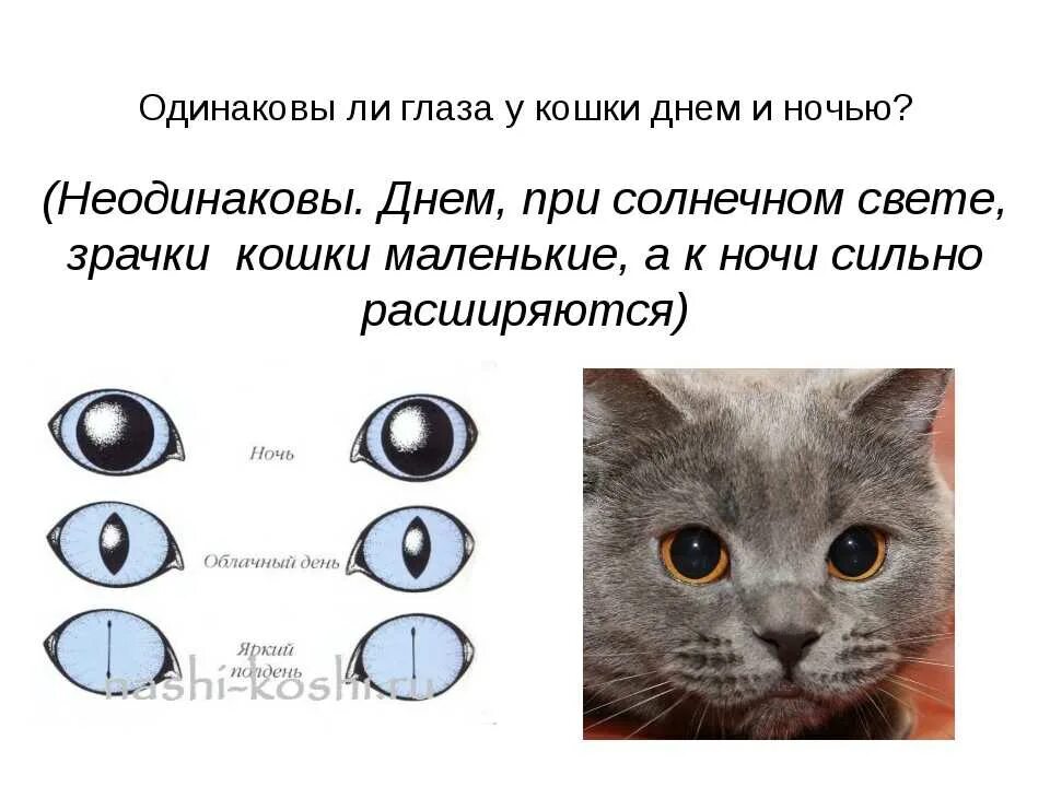 Почему у кошек другие зрачки. Зрачок кошки. строение глаза кошки. что значит зрачки кошки. нормальные зрачки у кошки.