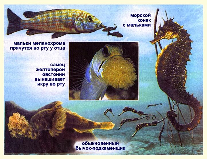 рыбы проявляют разнообразные формы заботы о потомстве. рыбы заботящиеся о потомстве. Pf,jnf j gjnjvcndt hs,. широкорот рыба. забота о потомстве в мире рыб.