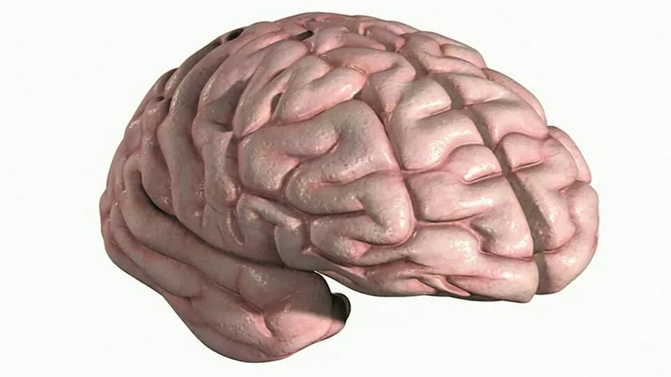 Ирритация коры головного мозга. Головной мозг.