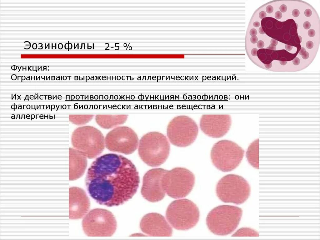 Эозинофилы функции гистология. Эозинофилы строение и функции. Эозинофилы гистология. Эозинофилы 5 3