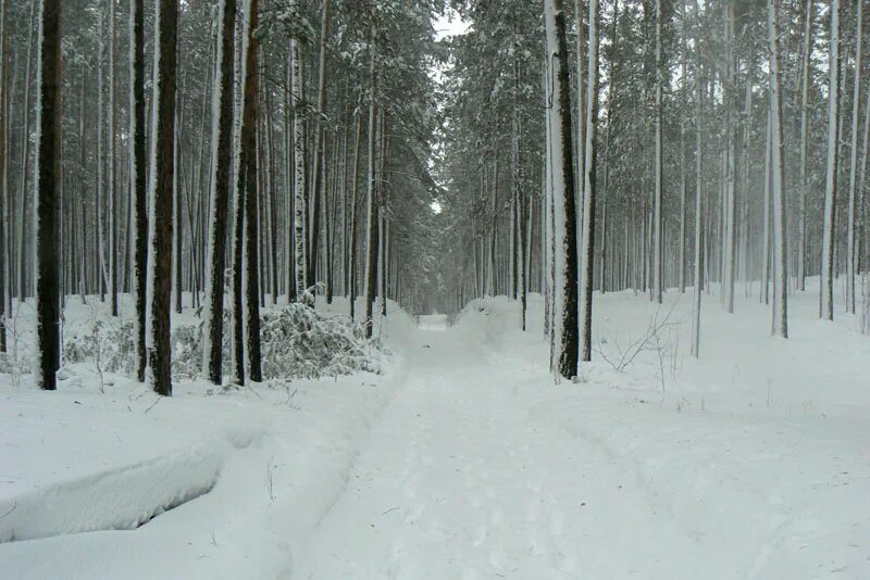 #nature #forest #Novosibirsk #Russia #Novosibirskayaoblast' #nature #landscape #