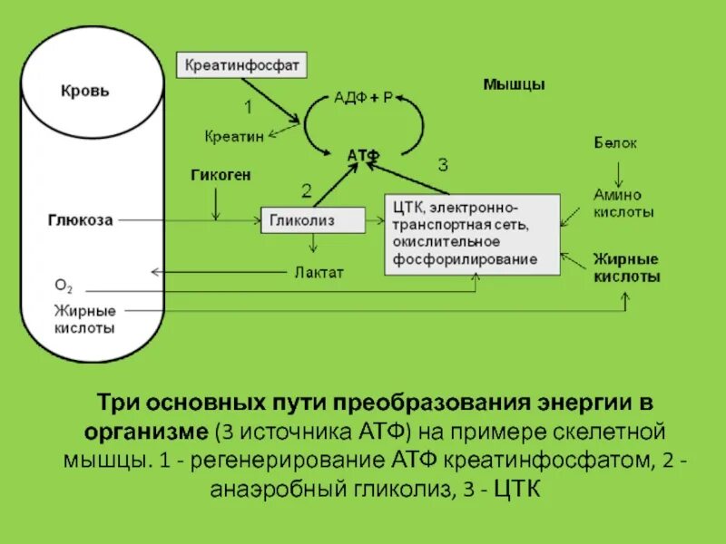 Цикл атф. Цикл атф- креатинфосфат - атф.. гликолиз и окислительное фосфорилирование. роль креатинфосфата в мышечной ткани. окислительного фосфорилирования гликоли.