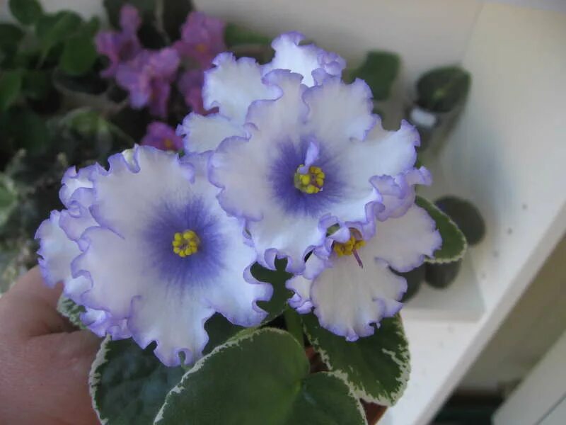 фиалка северное