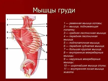 К грудным мышцам относятся