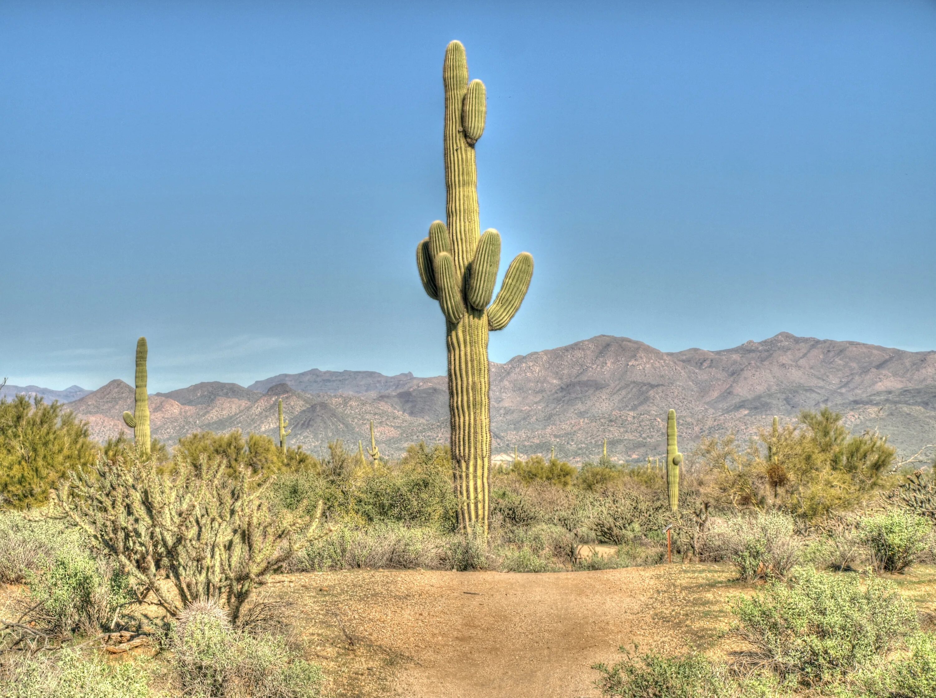 Desert plant. Кактус Сагуаро в пустыне. Карнегия в пустыне. Мексика кактусы Сагуаро. Кактус Сагуаро в Аризоне.