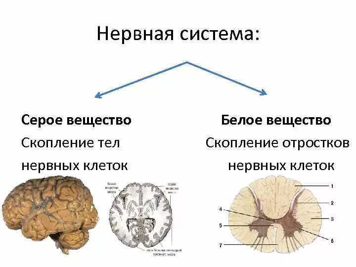 Какую функцию выполняет серое вещество мозга. Серое вещество ЦНС. Серое вещество нервной системы образовано. Серое вещество белое вещество нервная система. Что такое белое и серое вещество центральной нервной системы.