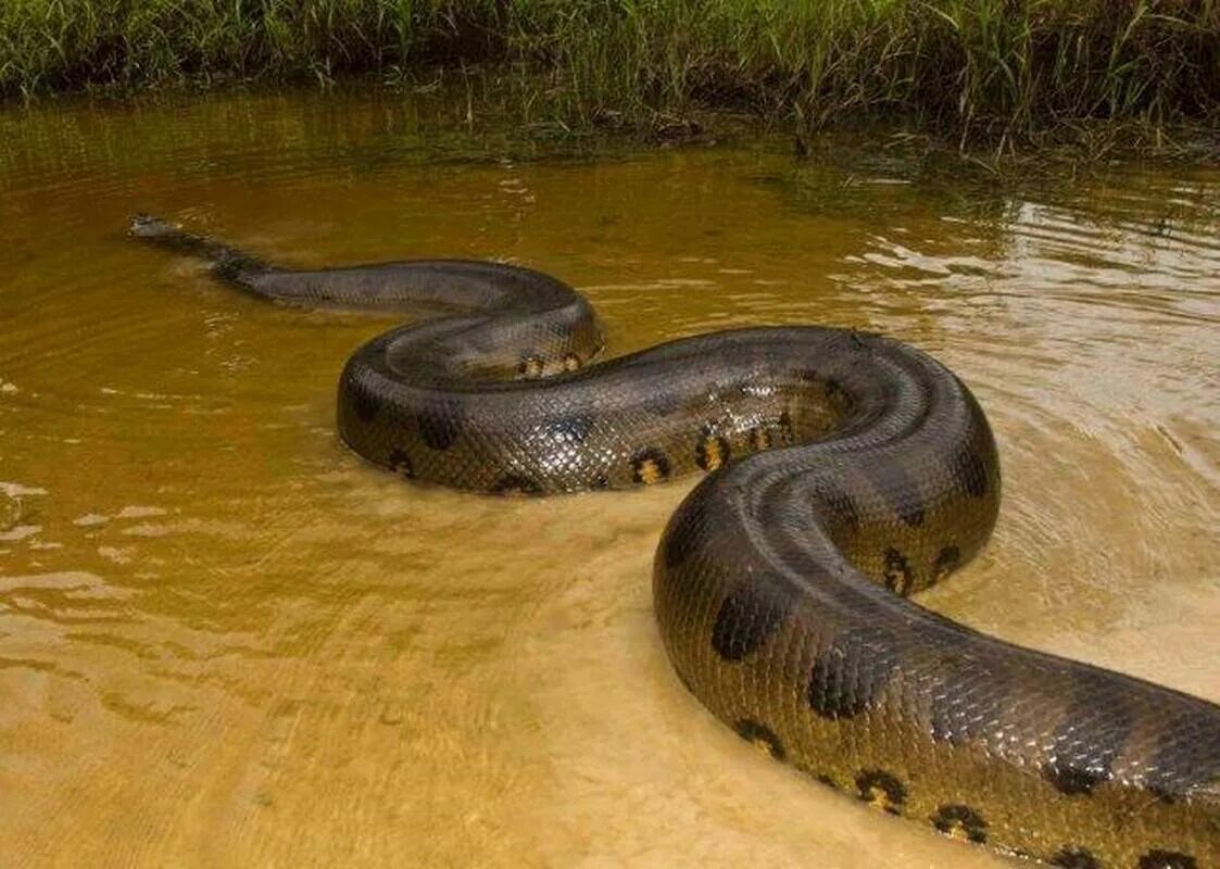 Гигантская зеленая анаконда. Анаконда большие змеи в мире. Анаконда eunectes beniensis. Зеленая анаконда (eunectes murinus). Анаконда eunectes beniensis.