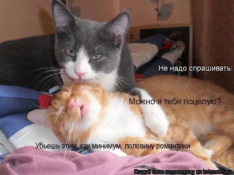 можно тебя поцеловать. цитаты про поцелуй с юмором. можно тебя чмокнуть картинки. так хочется тебя обнять и поцеловать. поцелуй меня в знак примирения.