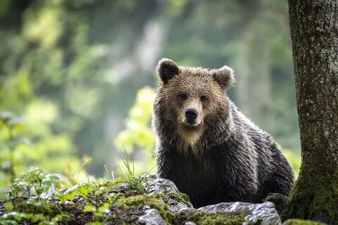 Бурый медведь животное распространенное на территории северной