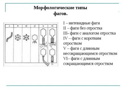 Принципы классификации бактериофагов