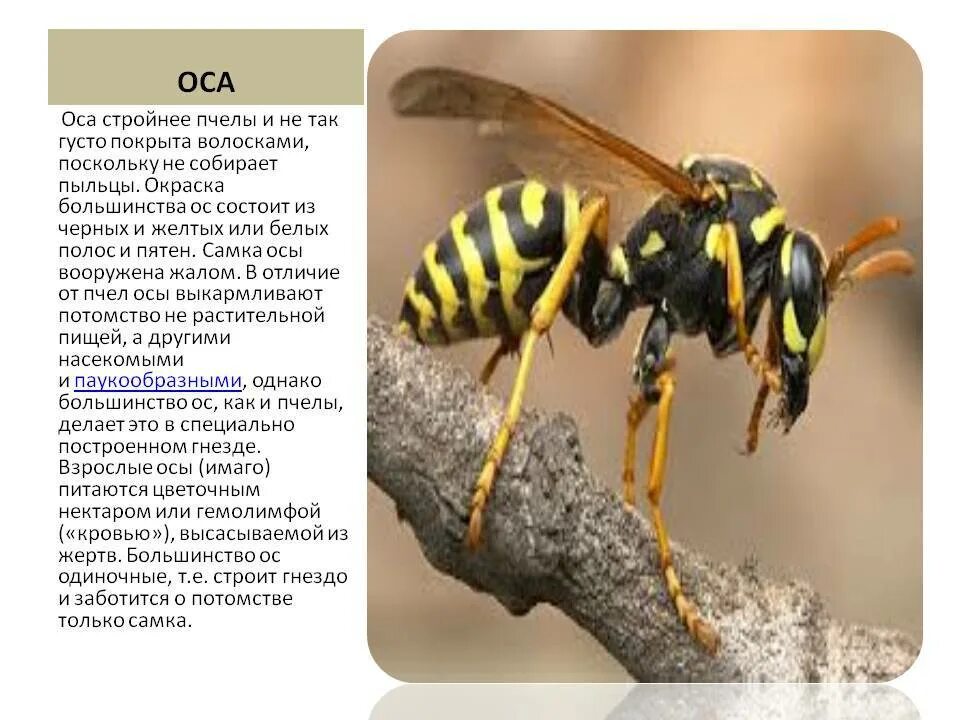 Оса описание. Пчела и Оса. Доклад про осу. ОС информация.