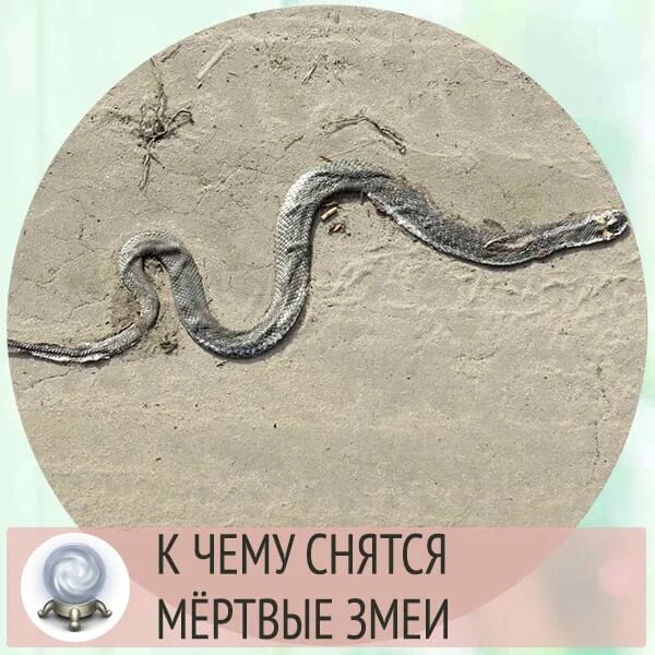 К чему снится змея. Приснилась мертвая змея. К чему снятся мёртвые змеи.