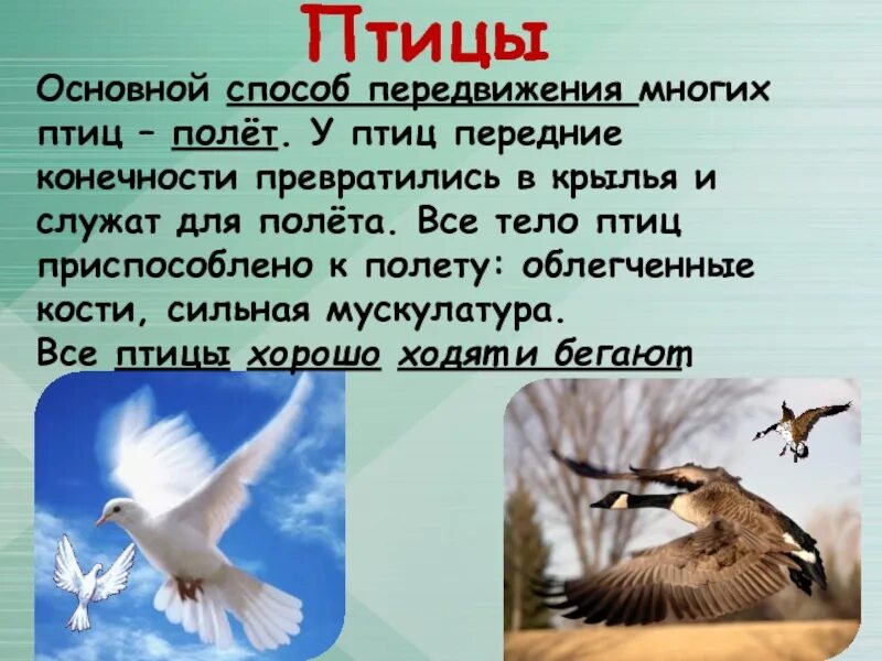 Способы передвижения птиц. Птицы в движении. Особенности передвижения птиц. Класс птицы способ передвижения. Методы полет птицы