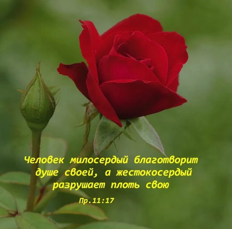 Книга цветы. Красивые высказывания о розах. Высказывания о розах. Высказывания про цветы. Прости за любовь стихи мужчине.