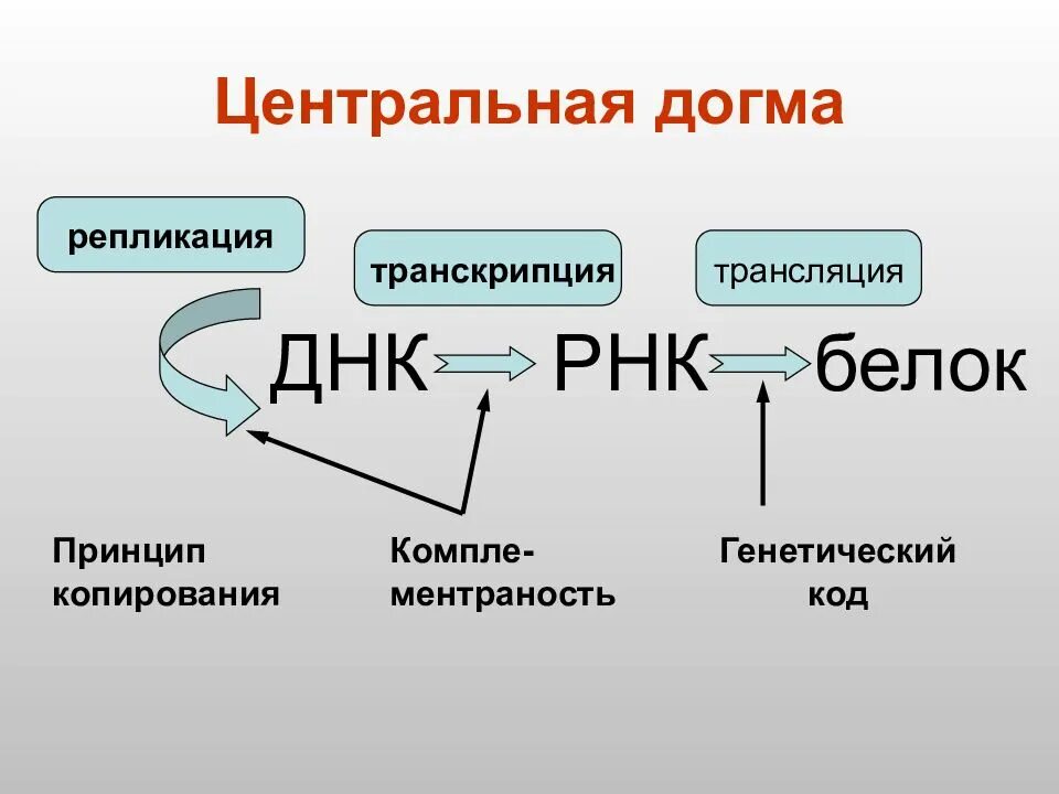 Биосинтез белка процесс транскрипции. Транскрипция трансляция репликация. Центральная Догма молекулярной биологии. Репликацию, транскрипцию и трансляцию генетической информации.. Репликация транскрипция трансляция ДНК.