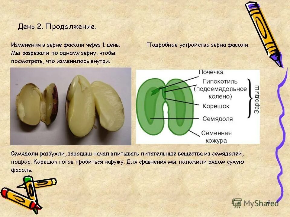 Сколько минут фасоль. Строение семени фасоли. Пророщенное семечко строение. Биология строение семян гороха. Биология 6 класс строение семени гороха.