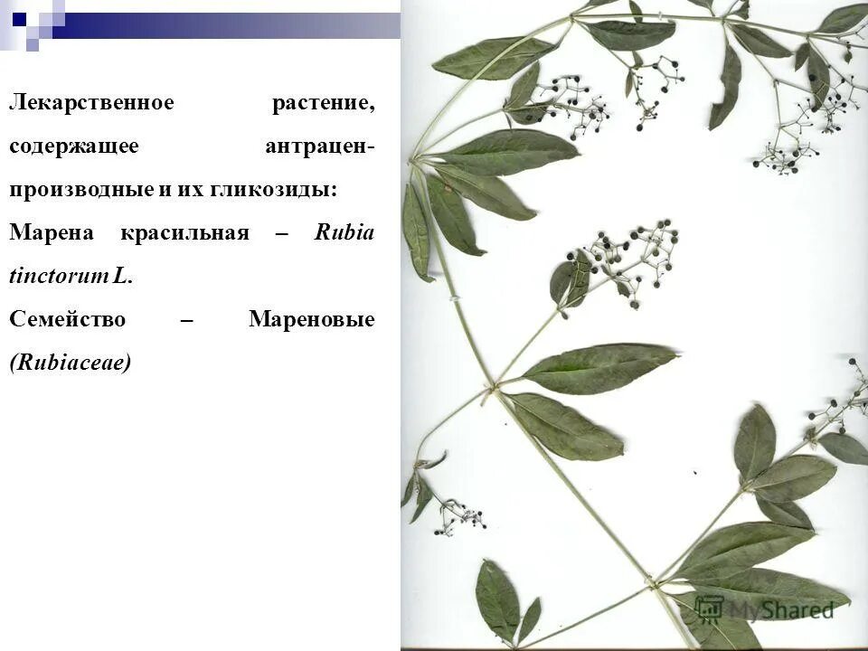 Растения содержат. Растения содержат