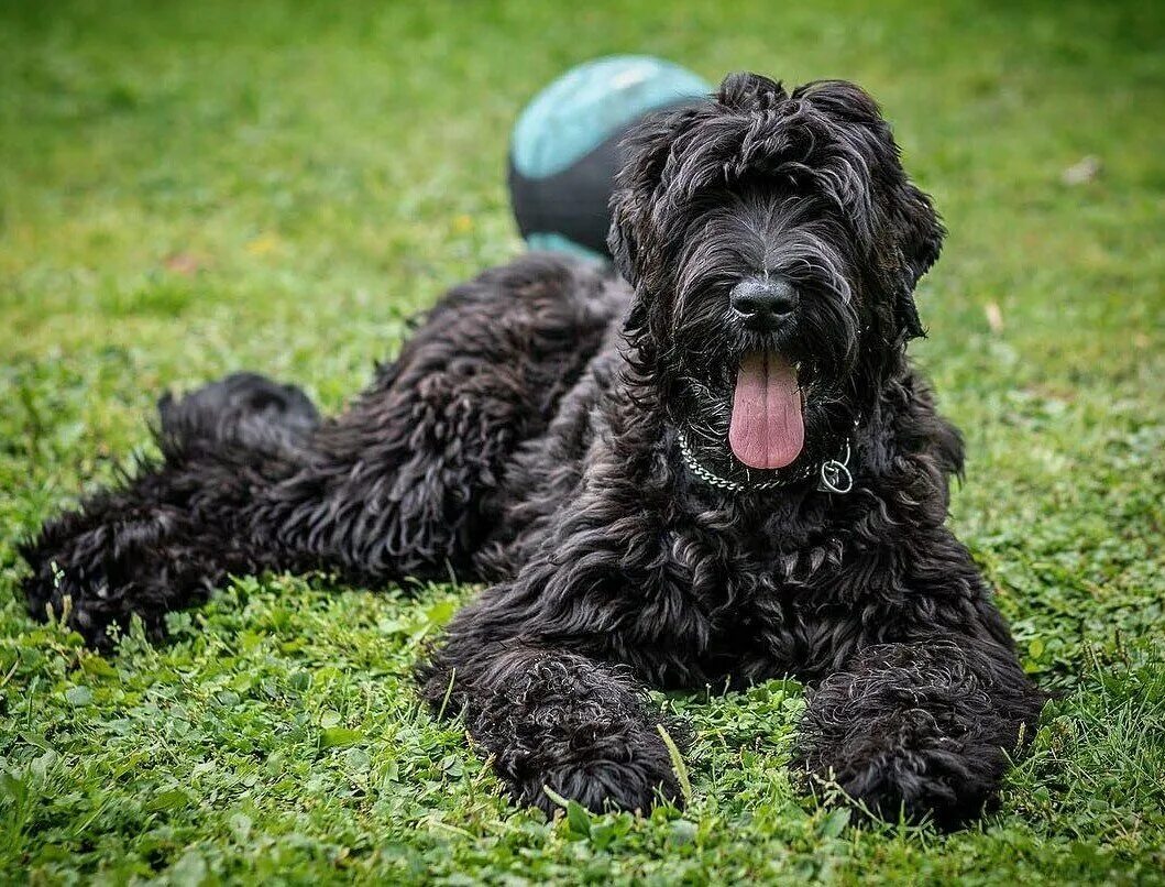 йоркширский терьер. крупные собаки терьер. порода черный терьер. русский черный терьер. крупные собаки терьер.